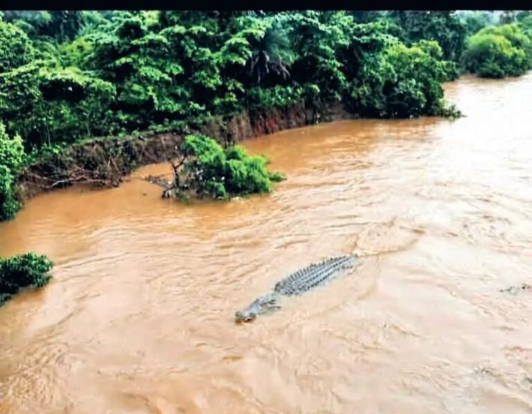 Jamshedpur: सुवर्णरखा नदी के देडांग घाट पर उफनते पानी में दिखा विशाल मगरमच्छ, हड़कंप, प्रशासन की अपील : नदी किनारे न जाएं